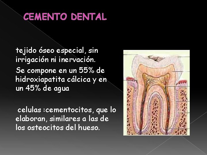 CEMENTO DENTAL tejido óseo especial, sin irrigación ni inervación. Se compone en un 55% CEMENTO DENTAL tejido óseo especial, sin irrigación ni inervación. Se compone en un 55%