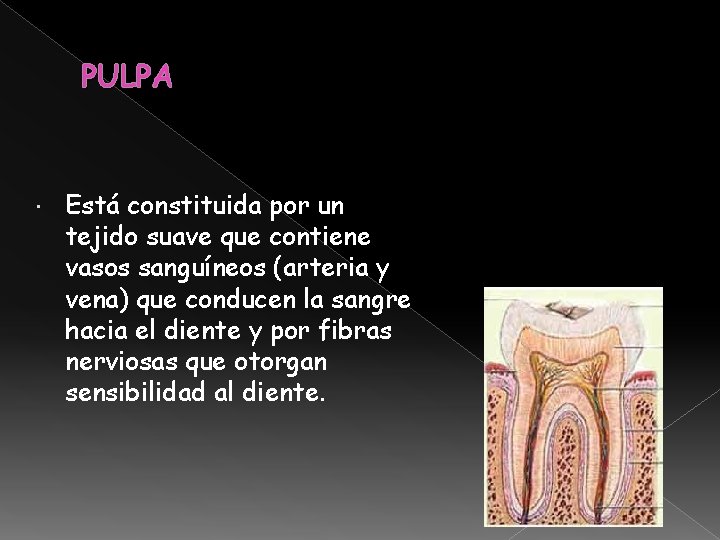 PULPA Está constituida por un tejido suave que contiene vasos sanguíneos (arteria y vena) PULPA Está constituida por un tejido suave que contiene vasos sanguíneos (arteria y vena)