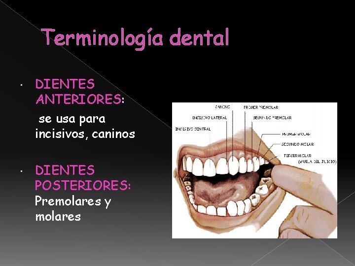 Terminología dental DIENTES ANTERIORES: se usa para incisivos, caninos DIENTES POSTERIORES: Premolares y molares Terminología dental DIENTES ANTERIORES: se usa para incisivos, caninos DIENTES POSTERIORES: Premolares y molares