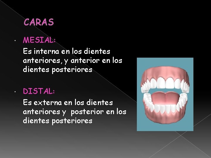 CARAS MESIAL: Es interna en los dientes anteriores, y anterior en los dientes posteriores CARAS MESIAL: Es interna en los dientes anteriores, y anterior en los dientes posteriores