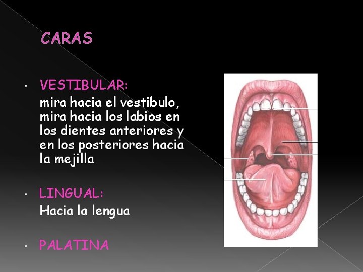 CARAS VESTIBULAR: mira hacia el vestibulo, mira hacia los labios en los dientes anteriores CARAS VESTIBULAR: mira hacia el vestibulo, mira hacia los labios en los dientes anteriores