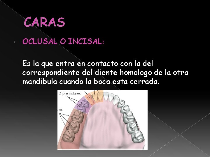 CARAS OCLUSAL O INCISAL: Es la que entra en contacto con la del correspondiente CARAS OCLUSAL O INCISAL: Es la que entra en contacto con la del correspondiente