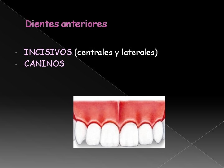 Dientes anteriores INCISIVOS (centrales y laterales) CANINOS Dientes anteriores INCISIVOS (centrales y laterales) CANINOS