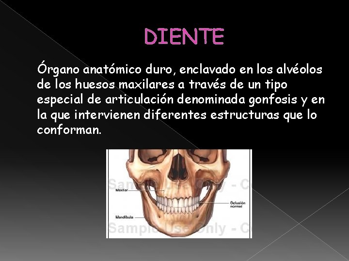 DIENTE Órgano anatómico duro, enclavado en los alvéolos de los huesos maxilares a través DIENTE Órgano anatómico duro, enclavado en los alvéolos de los huesos maxilares a través