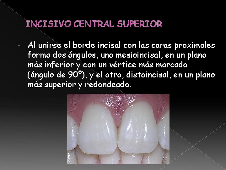 INCISIVO CENTRAL SUPERIOR Al unirse el borde incisal con las caras proximales forma dos INCISIVO CENTRAL SUPERIOR Al unirse el borde incisal con las caras proximales forma dos
