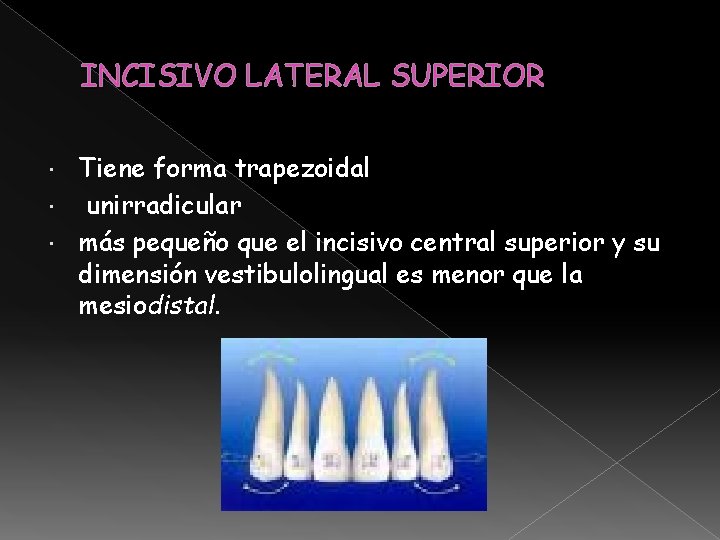 INCISIVO LATERAL SUPERIOR Tiene forma trapezoidal unirradicular más pequeño que el incisivo central superior INCISIVO LATERAL SUPERIOR Tiene forma trapezoidal unirradicular más pequeño que el incisivo central superior