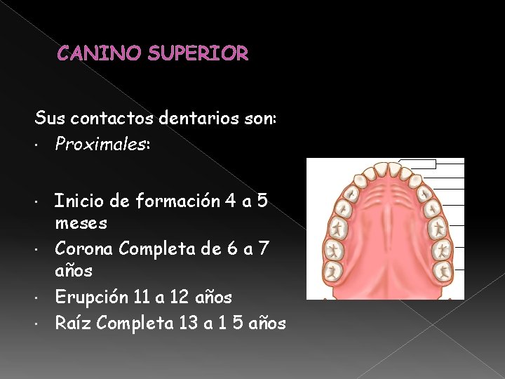 CANINO SUPERIOR Sus contactos dentarios son: Proximales: Inicio de formación 4 a 5 meses CANINO SUPERIOR Sus contactos dentarios son: Proximales: Inicio de formación 4 a 5 meses