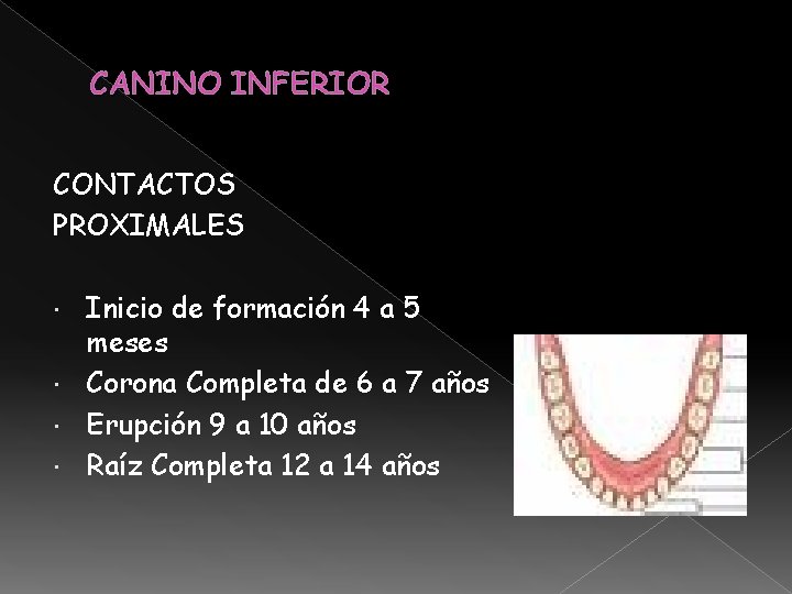 CANINO INFERIOR CONTACTOS PROXIMALES Inicio de formación 4 a 5 meses Corona Completa de CANINO INFERIOR CONTACTOS PROXIMALES Inicio de formación 4 a 5 meses Corona Completa de