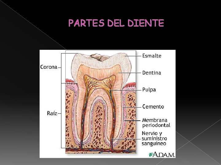PARTES DEL DIENTE PARTES DEL DIENTE