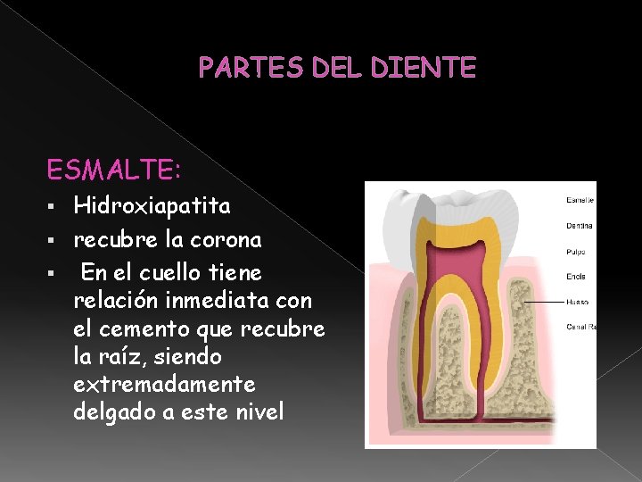 PARTES DEL DIENTE ESMALTE: Hidroxiapatita § recubre la corona § En el cuello tiene PARTES DEL DIENTE ESMALTE: Hidroxiapatita § recubre la corona § En el cuello tiene