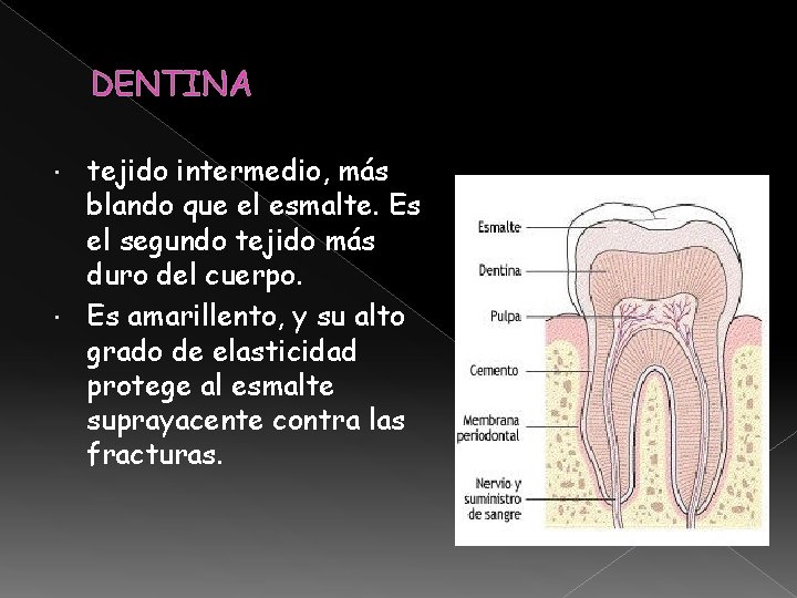 DENTINA tejido intermedio, más blando que el esmalte. Es el segundo tejido más duro DENTINA tejido intermedio, más blando que el esmalte. Es el segundo tejido más duro
