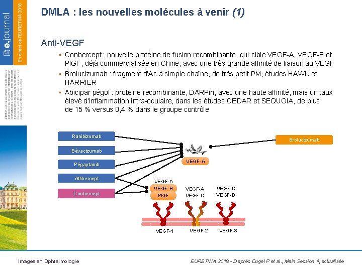 DMLA : les nouvelles molécules à venir (1) Anti-VEGF • Conbercept : nouvelle protéine
