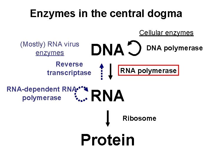 Enzymes in the central dogma Cellular enzymes (Mostly) RNA virus enzymes DNA Reverse transcriptase