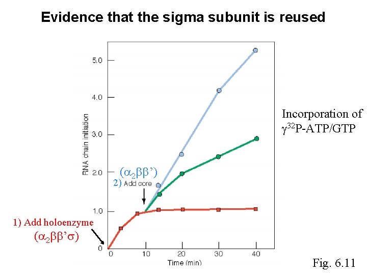 Evidence that the sigma subunit is reused Incorporation of 32 P-ATP/GTP ( 2 ’) Evidence that the sigma subunit is reused Incorporation of 32 P-ATP/GTP ( 2 ’)