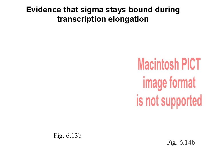 Evidence that sigma stays bound during transcription elongation Fig. 6. 13 b Fig. 6. Evidence that sigma stays bound during transcription elongation Fig. 6. 13 b Fig. 6.