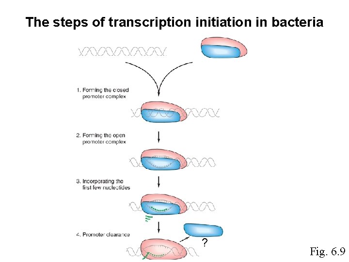 The steps of transcription initiation in bacteria ? Fig. 6. 9 The steps of transcription initiation in bacteria ? Fig. 6. 9