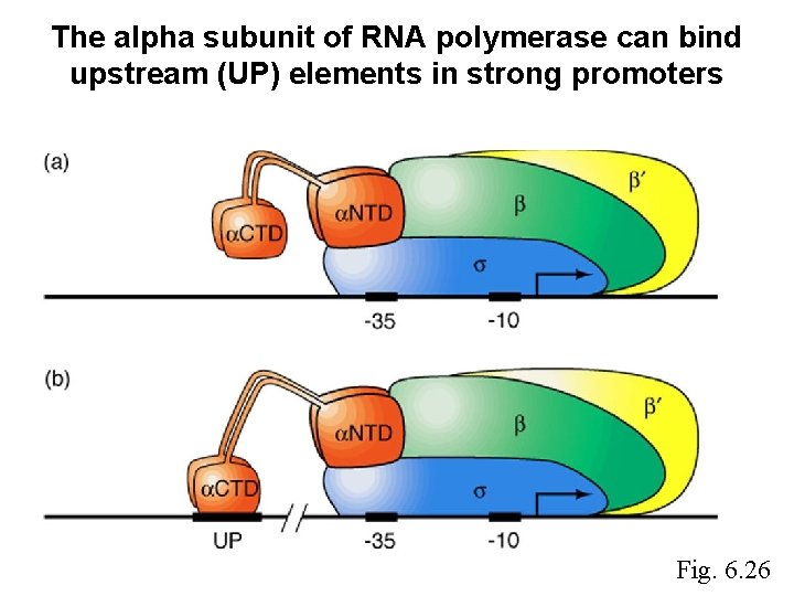 The alpha subunit of RNA polymerase can bind upstream (UP) elements in strong promoters The alpha subunit of RNA polymerase can bind upstream (UP) elements in strong promoters