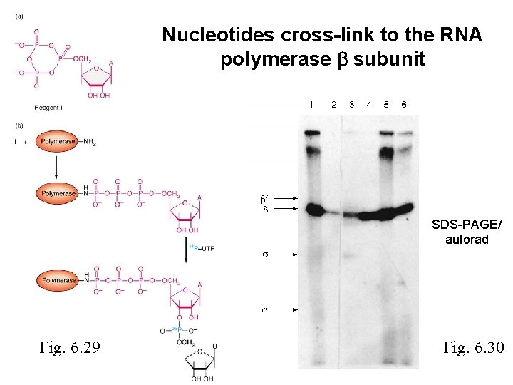 Nucleotides cross-link to the RNA polymerase subunit SDS-PAGE/ autorad Fig. 6. 29 Fig. 6. Nucleotides cross-link to the RNA polymerase subunit SDS-PAGE/ autorad Fig. 6. 29 Fig. 6.