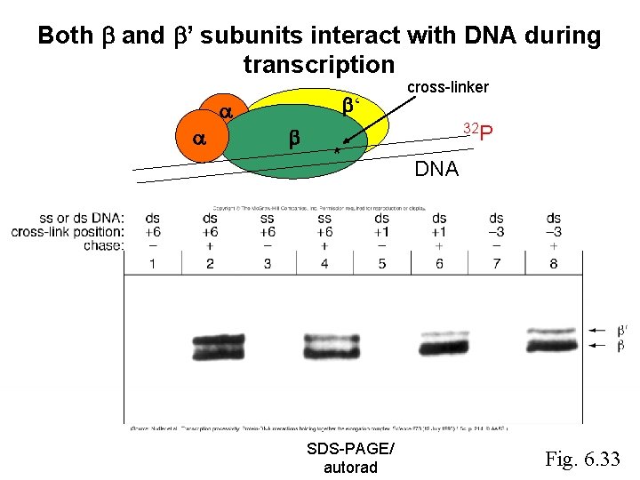 Both and ’ subunits interact with DNA during transcription ‘ * SDS-PAGE/ autorad cross-linker