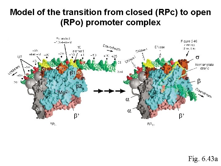 Model of the transition from closed (RPc) to open (RPo) promoter complex ’ ’