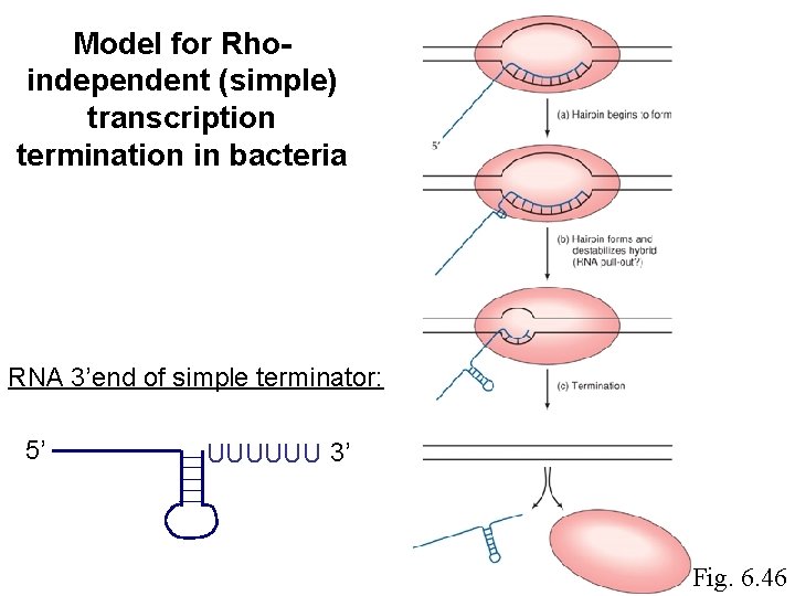 Model for Rhoindependent (simple) transcription termination in bacteria RNA 3’end of simple terminator: 5’