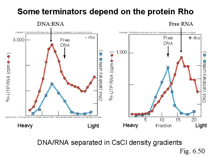 Some terminators depend on the protein Rho DNA: RNA Heavy Free RNA Light Heavy