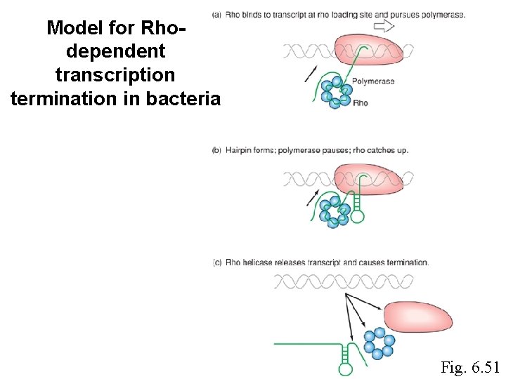 Model for Rhodependent transcription termination in bacteria Fig. 6. 51 