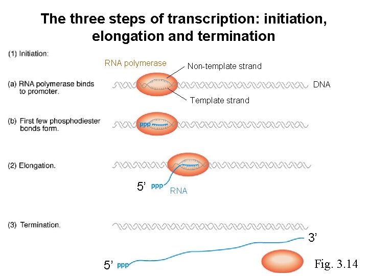 The three steps of transcription: initiation, elongation and termination RNA polymerase Non-template strand DNA