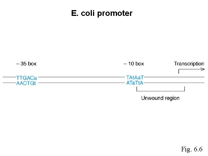 E. coli promoter Fig. 6. 6 