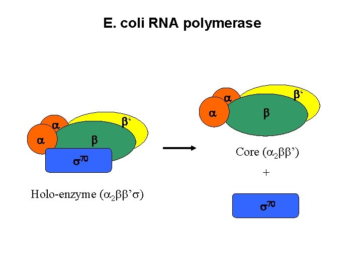 E. coli RNA polymerase ‘ ‘ Holo-enzyme ( 2 ’ ) Core ( 2