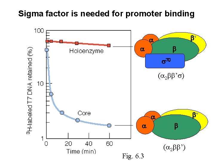 Sigma factor is needed for promoter binding ‘ ( 2 ’ ) ‘ Fig. Sigma factor is needed for promoter binding ‘ ( 2 ’ ) ‘ Fig.