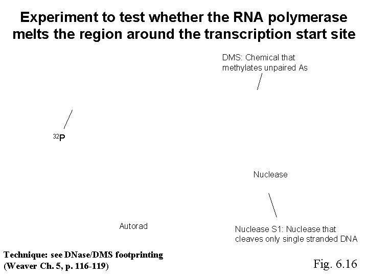 Experiment to test whether the RNA polymerase melts the region around the transcription start