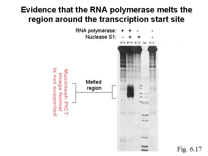 Evidence that the RNA polymerase melts the region around the transcription start site RNA Evidence that the RNA polymerase melts the region around the transcription start site RNA
