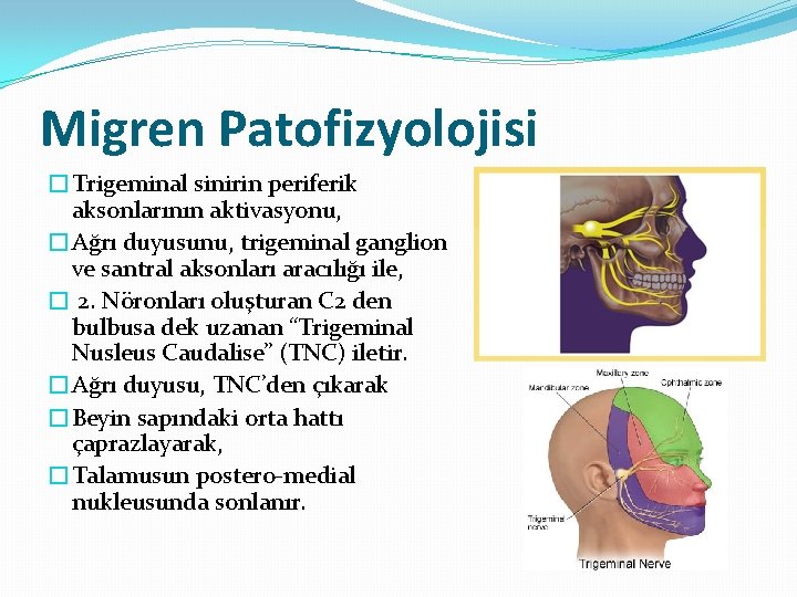 Migren Patofizyolojisi �Trigeminal sinirin periferik aksonlarının aktivasyonu, �Ağrı duyusunu, trigeminal ganglion ve santral aksonları