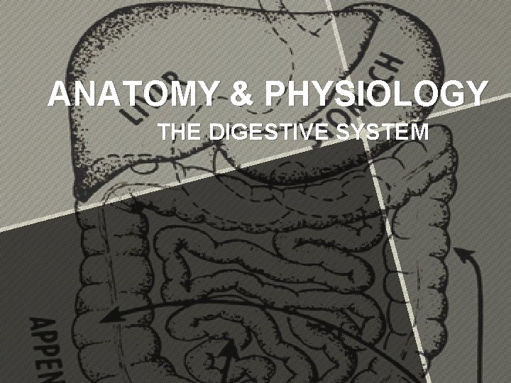 ANATOMY & PHYSIOLOGY THE DIGESTIVE SYSTEM 