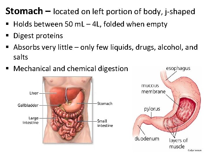 Stomach – located on left portion of body, j-shaped § Holds between 50 m.