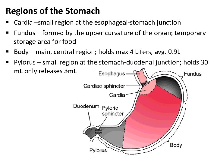 Regions of the Stomach § Cardia –small region at the esophageal-stomach junction § Fundus