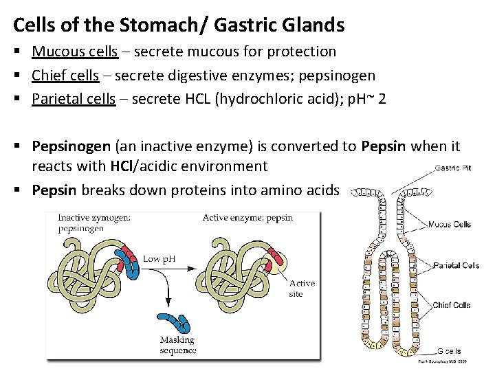 Cells of the Stomach/ Gastric Glands § Mucous cells – secrete mucous for protection