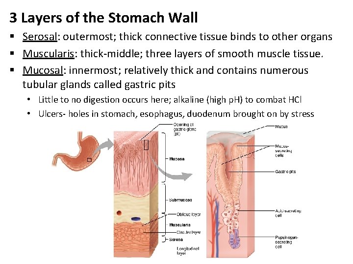3 Layers of the Stomach Wall § Serosal: outermost; thick connective tissue binds to