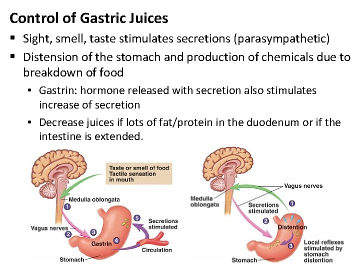 Control of Gastric Juices § Sight, smell, taste stimulates secretions (parasympathetic) § Distension of