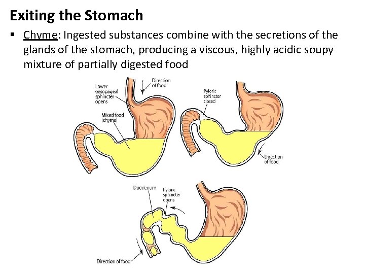 Exiting the Stomach § Chyme: Ingested substances combine with the secretions of the glands