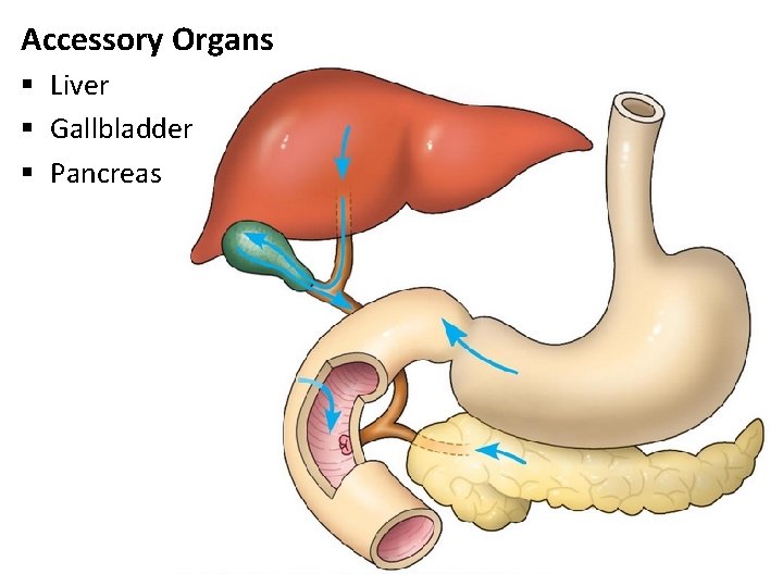 Accessory Organs § Liver § Gallbladder § Pancreas 