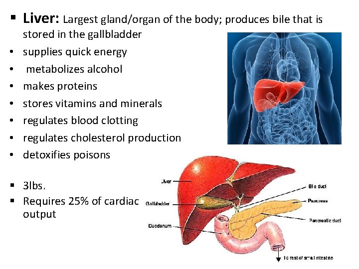 § Liver: Largest gland/organ of the body; produces bile that is • • stored