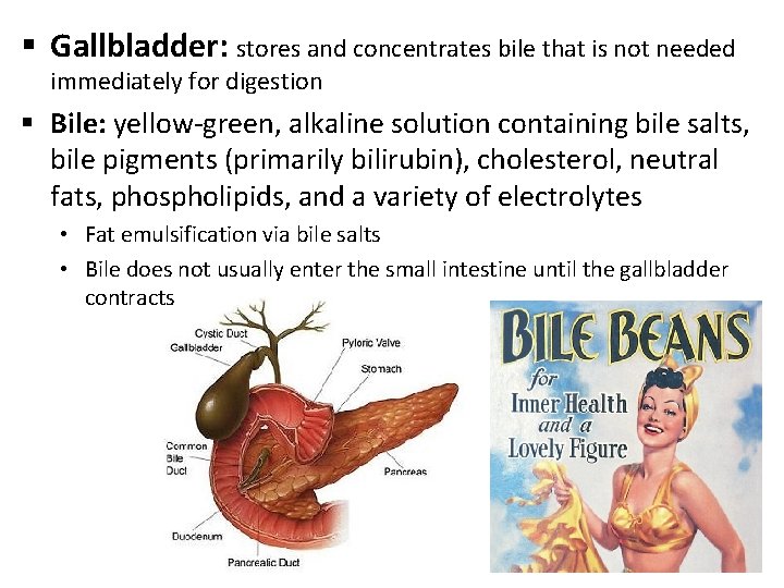 § Gallbladder: stores and concentrates bile that is not needed immediately for digestion §