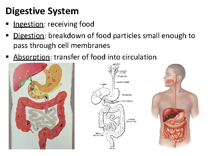 Digestive System § Ingestion: receiving food § Digestion: breakdown of food particles small enough