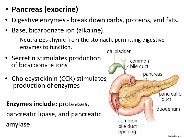 § Pancreas (exocrine) • Digestive enzymes - break down carbs, proteins, and fats. •