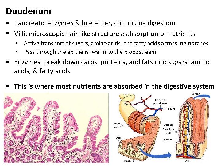 Duodenum § Pancreatic enzymes & bile enter, continuing digestion. § Villi: microscopic hair-like structures;