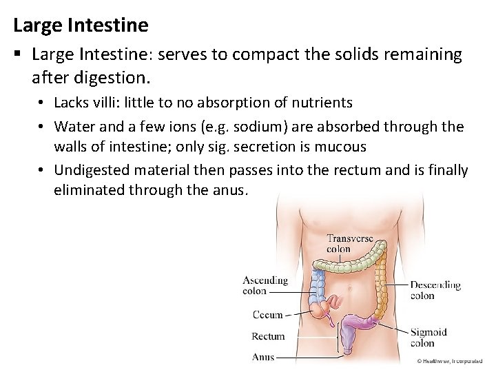 Large Intestine § Large Intestine: serves to compact the solids remaining after digestion. •