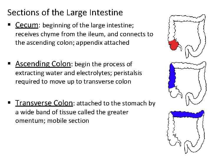 Sections of the Large Intestine § Cecum: beginning of the large intestine; receives chyme