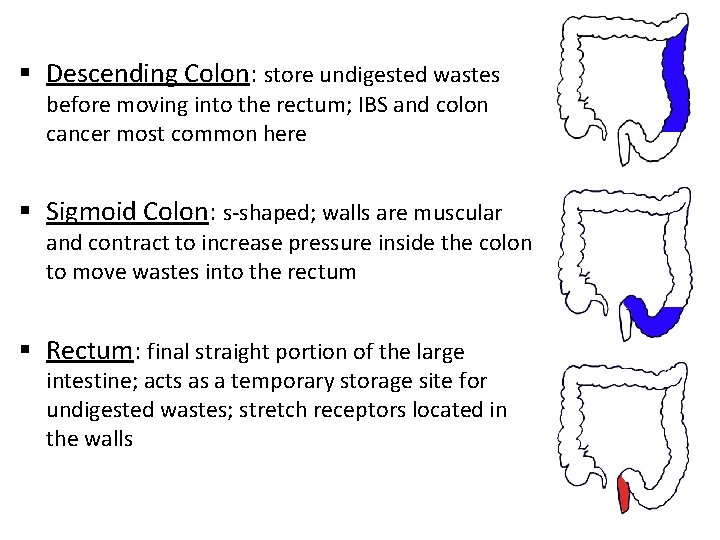 § Descending Colon: store undigested wastes before moving into the rectum; IBS and colon